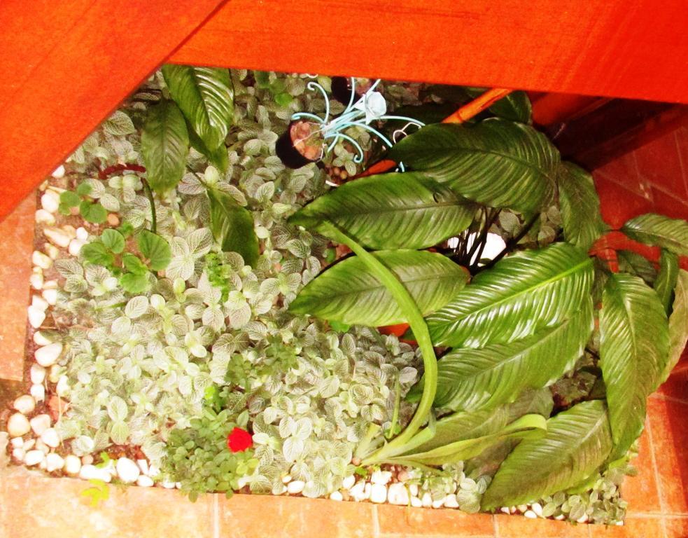 Pousada Flor De Lis Ilha Grande  外观 照片