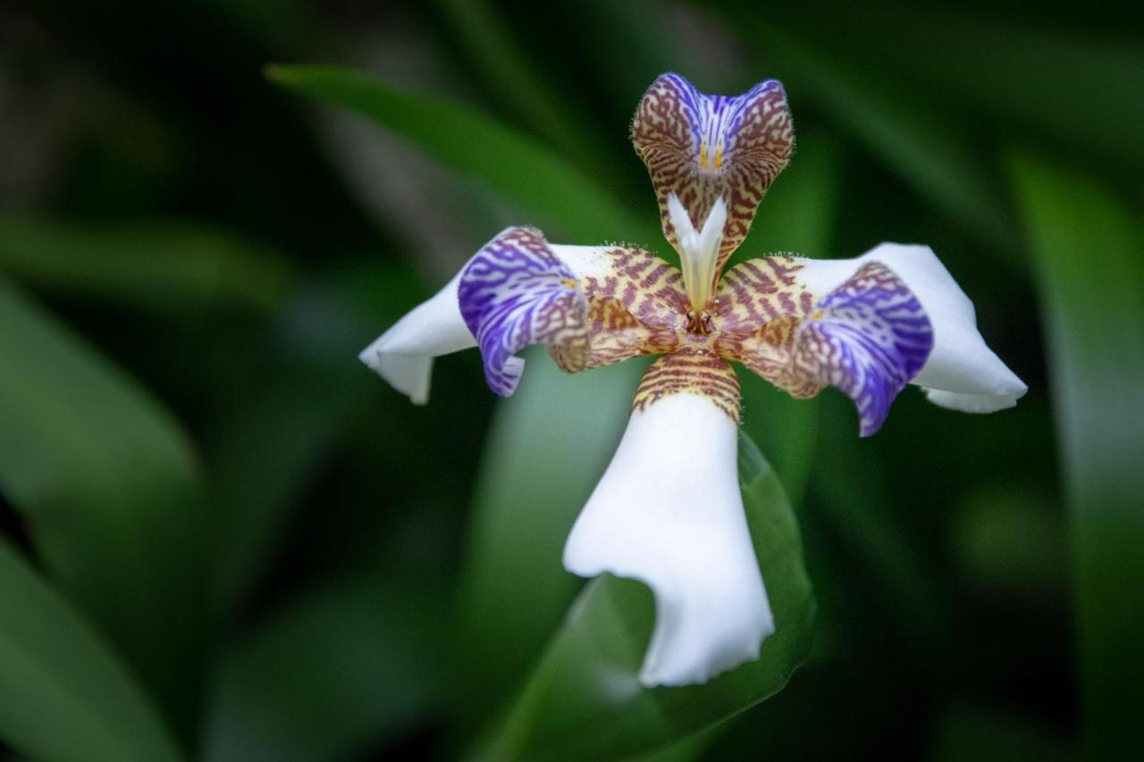 Pousada Flor De Lis Ilha Grande  外观 照片